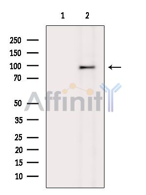 Валидация Affinity DF15264 - 11546