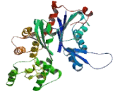 Actin Beta (ACTb)