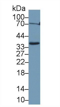 13486