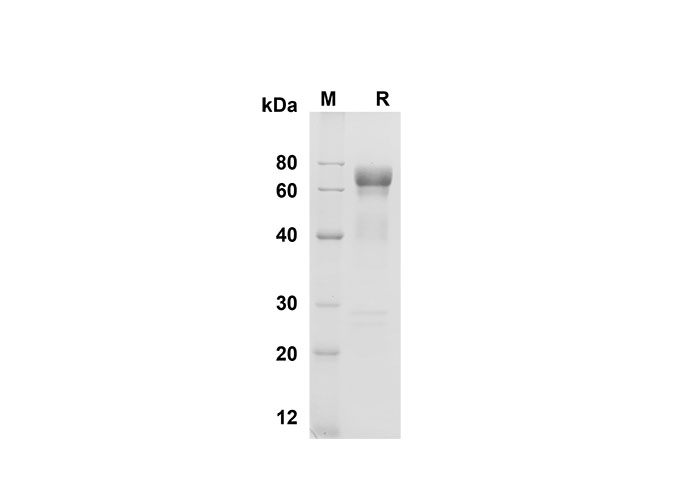 Валидация Elabscience PDMM100145(1105)