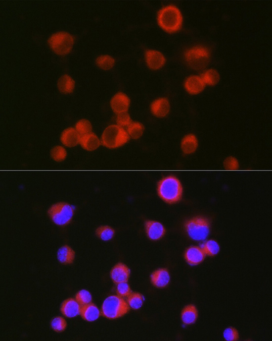 A8555, иммунофлуоресцентный анализ, клетки Neuro-2a (22174)