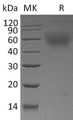 Валидация Elabscience PKSM041164(5073)
