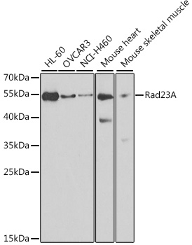 Валидация Elabscience E-AB-92396