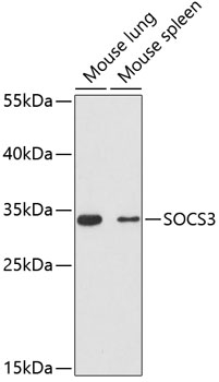 Валидация Elabscience E-AB-63265