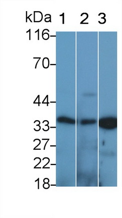 23061