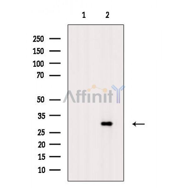 Валидация Affinity DF2946 - 13689