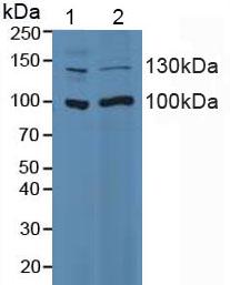 5209
