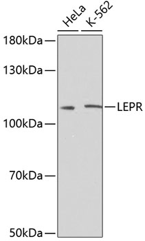 Валидация Elabscience E-AB-60812