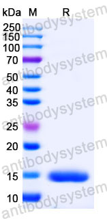 Валидация SDS-PAGE - AntibodySystem RHB42607