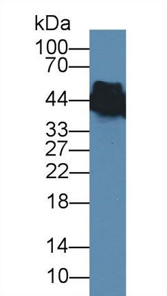 38939