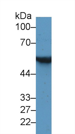 14831