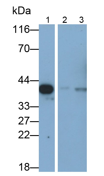 31443