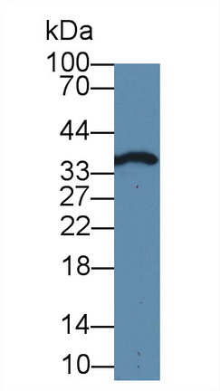 19331