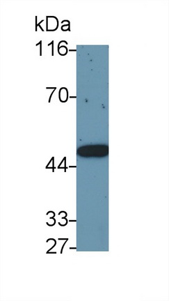 48733