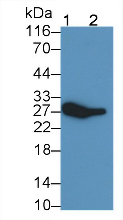 25499