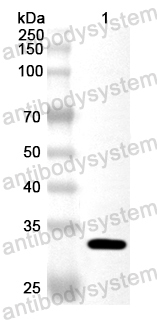 Валидация AntibodySystem PHA71701