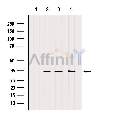 Валидация Affinity DF6526 - 17943