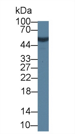 12637