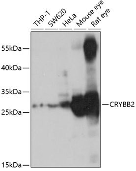 Валидация Elabscience E-AB-92654