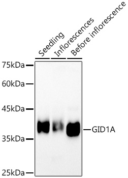 A22240, вестерн-блоттинг, ткани Arabidopsis thaliana (18932)