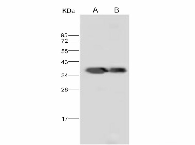 Валидация Elabscience E-AB-V1067