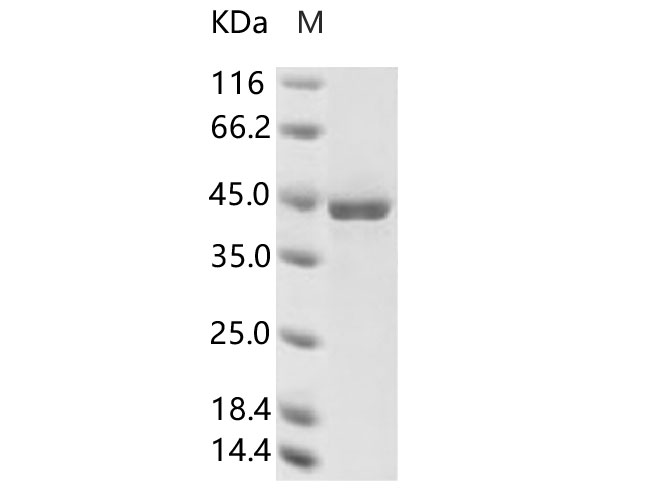 Валидация Elabscience PKSV030202(5979)
