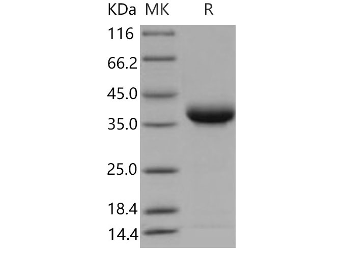 Валидация Elabscience PKSM040668(4651)