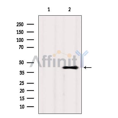 Валидация Affinity DF2766 - 13505