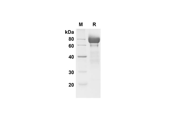 Валидация Elabscience PDMM100139(1099)