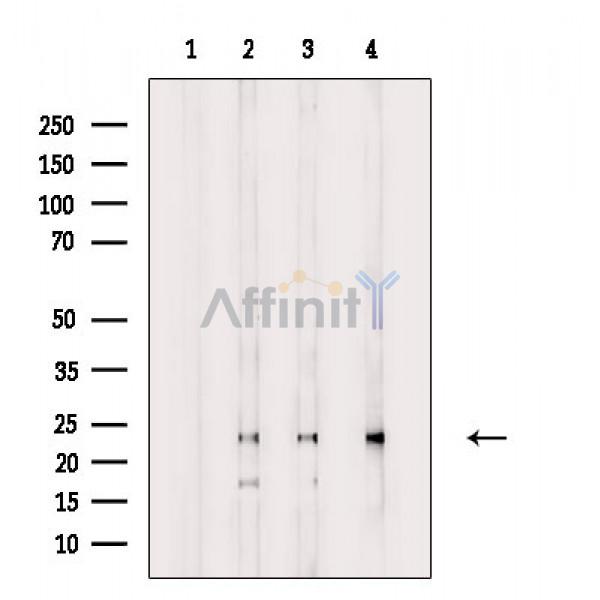 Валидация Affinity DF7986 - 19808