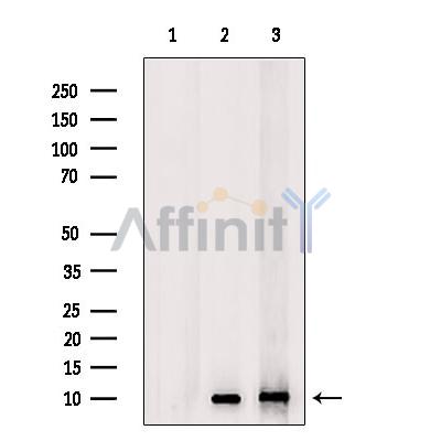 Валидация Affinity DF8553 - 20444