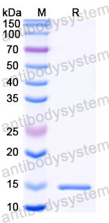 Валидация SDS-PAGE - AntibodySystem RVV14302