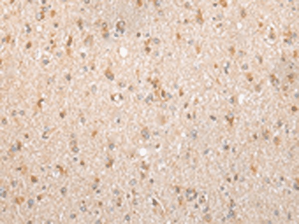 Валидация Elabscience E-AB-18419