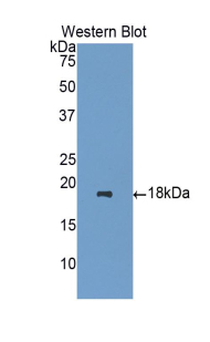 39703