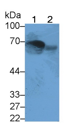 21240