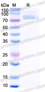 EHJ09301, SDS-PAGE