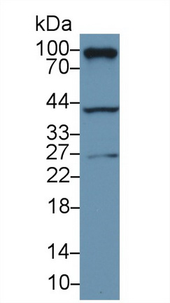 13361
