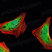 Валидация IF - AntibodySystem RHF02502