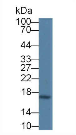 17852