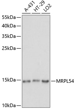 Валидация Elabscience E-AB-65164