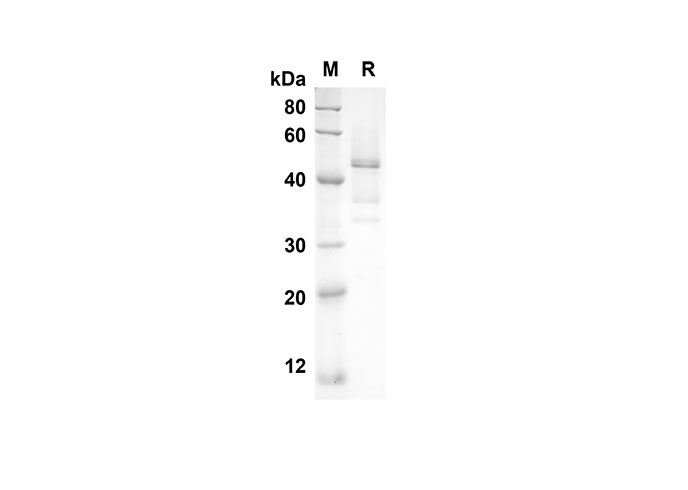 Валидация Elabscience PDMM100102(1072)