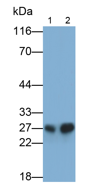 39182