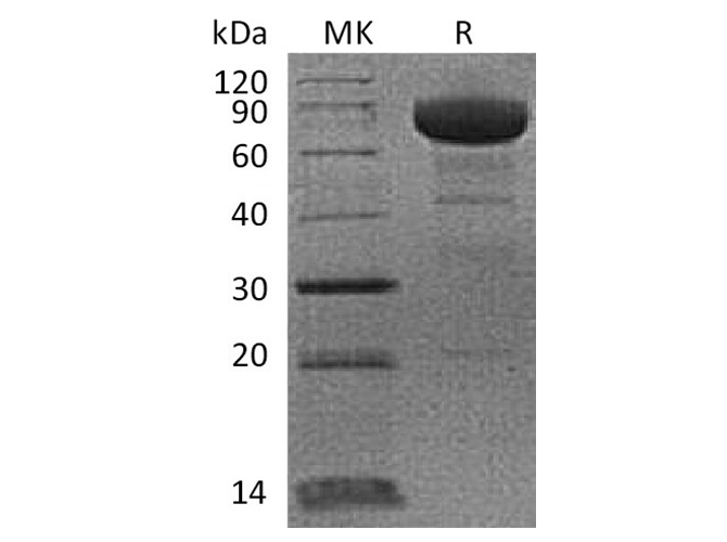 Валидация Elabscience PKSQ050046(5416)