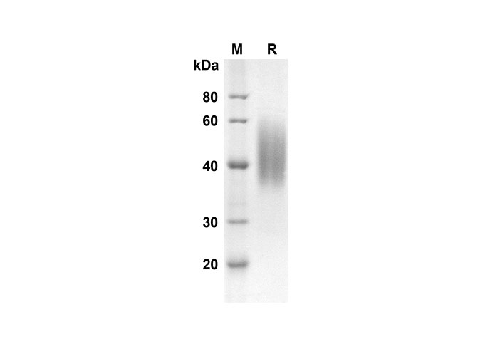 Валидация Elabscience PDMM100095(1065)