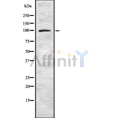 Валидация Affinity DF8619 - 20546