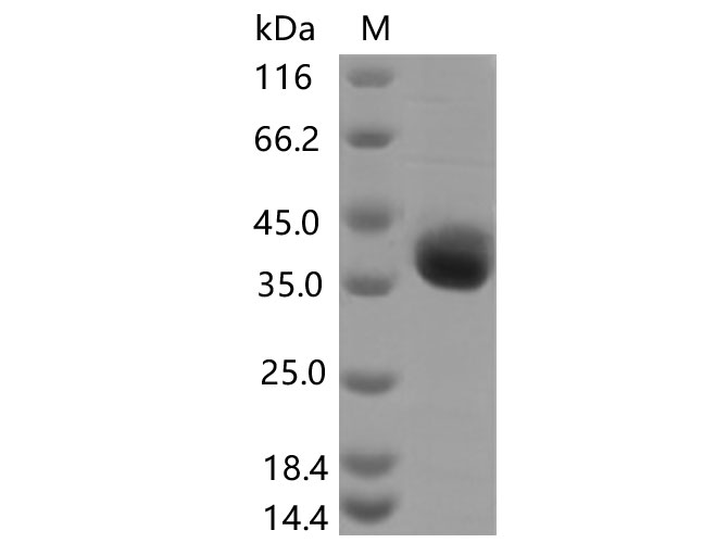 Валидация Elabscience PKSV030435(6160)