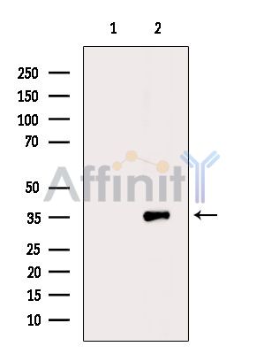 Валидация Affinity DF5121 - 17061