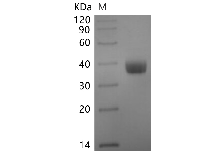 Валидация Elabscience PKSV030479(6206)