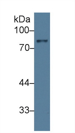 13297