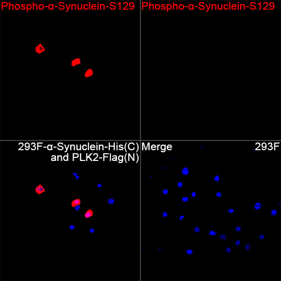 AP0450, иммунофлуоресцентный анализ, клетки 293F (22789)
